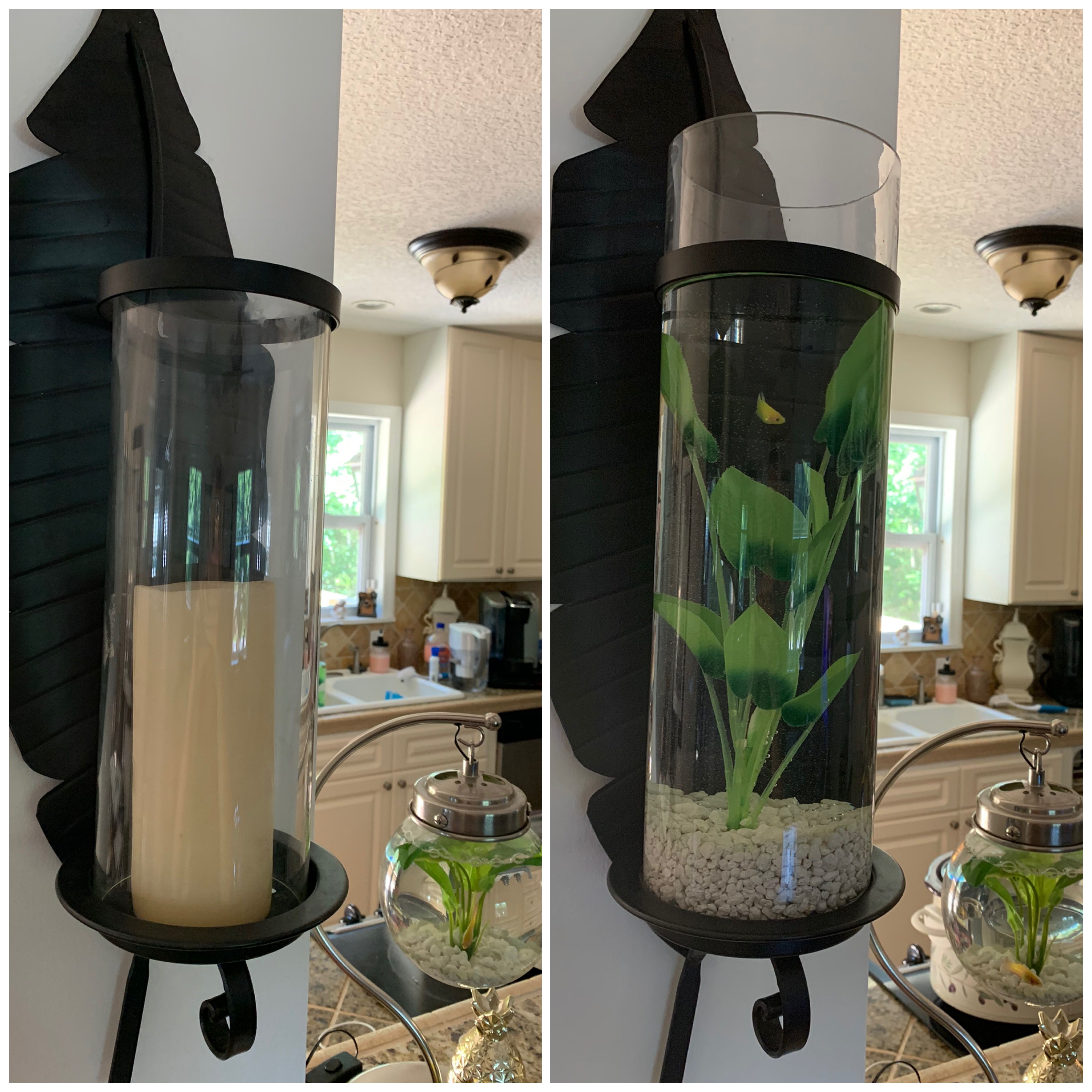 “Up-cycle” wall sconce to Beta fish tank.
