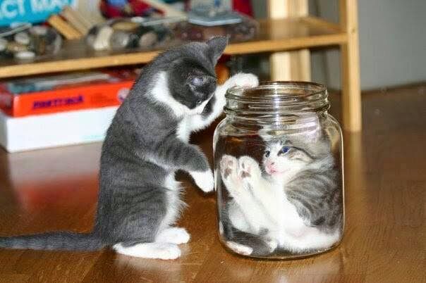 cat in a jar Cats, Funny cat pictures, Cat box
