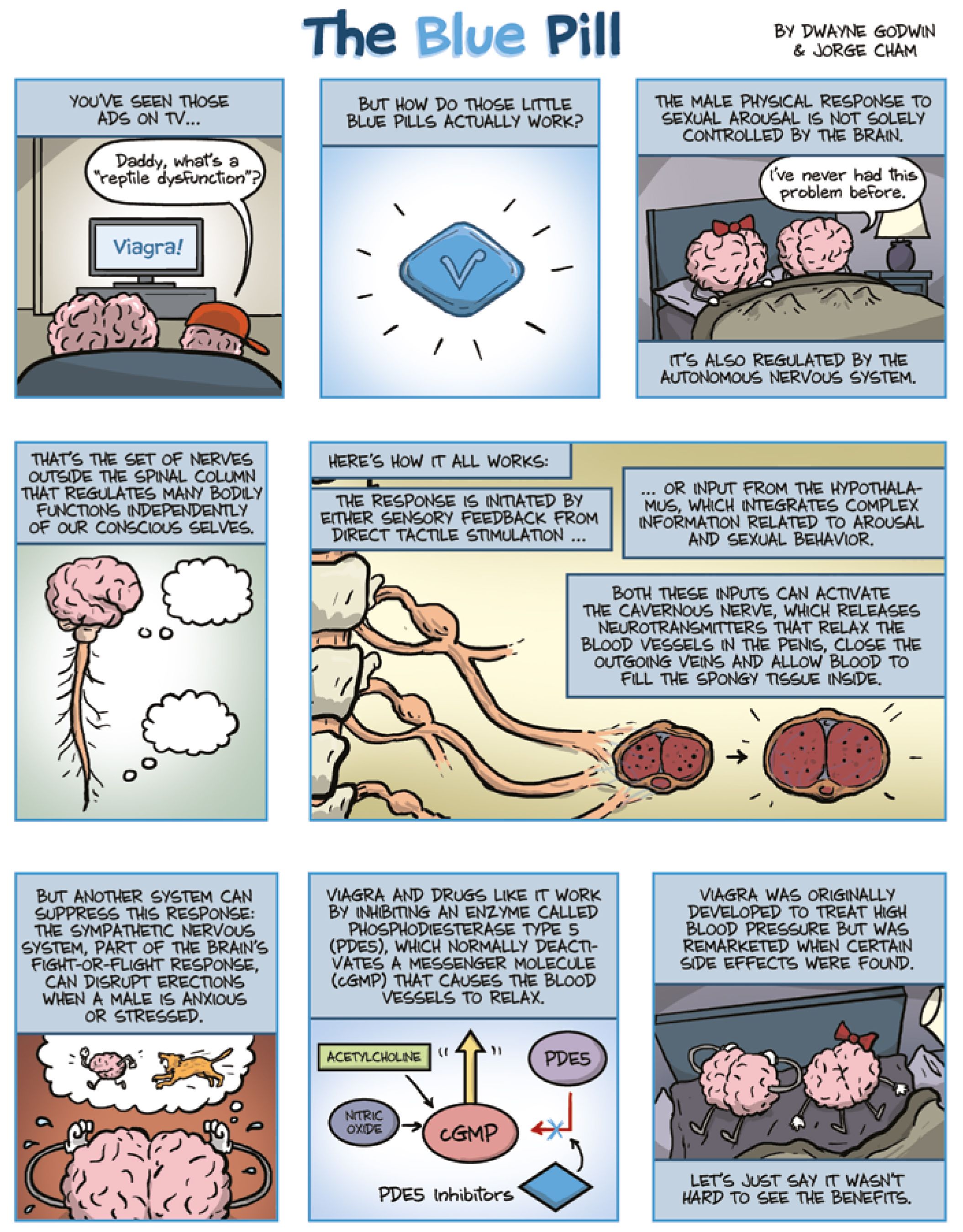 How the viagra works