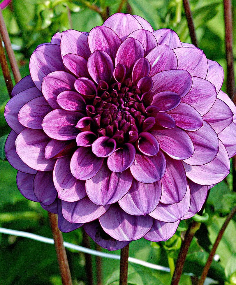 blue dahlia flower bulbs