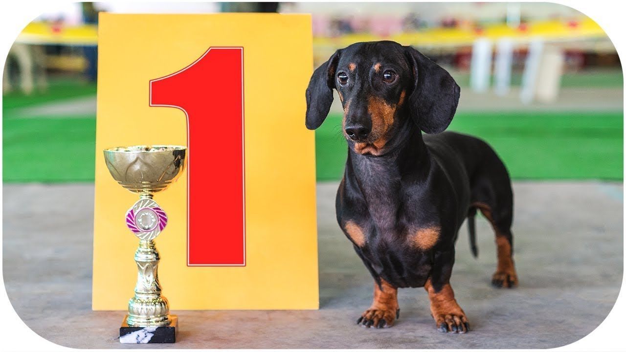 Always Best In Show Funny Dachshund Dog Video Youtube