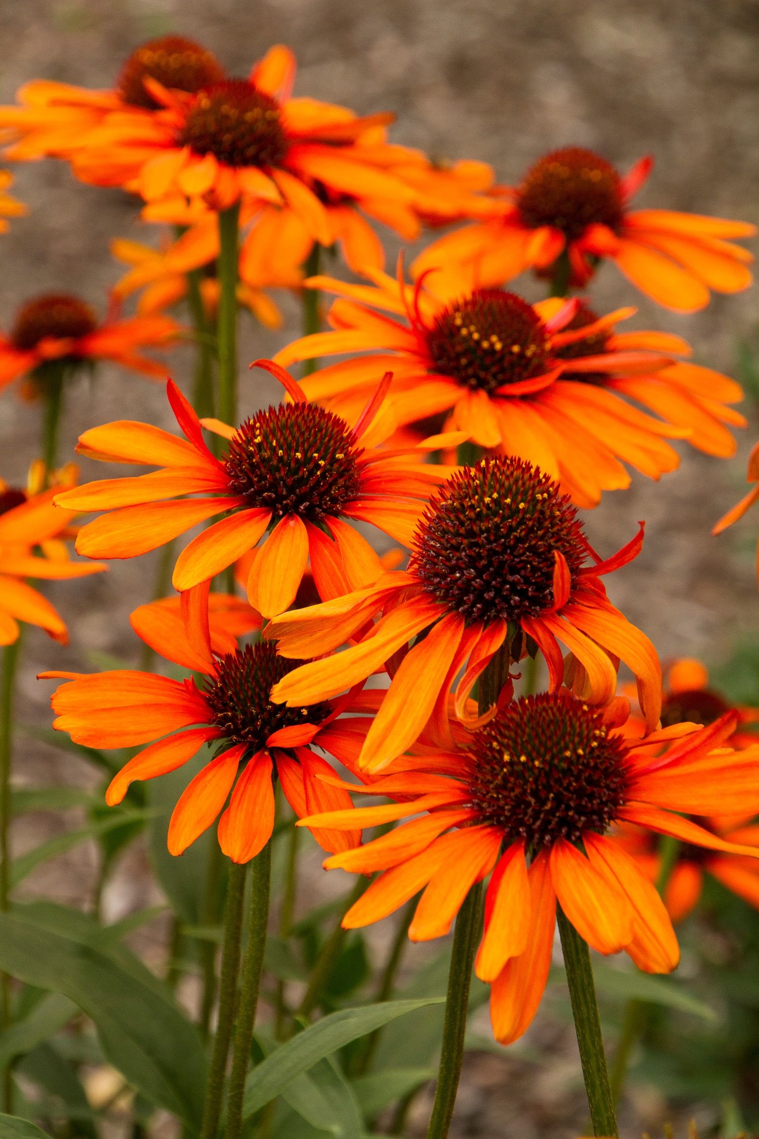 Echinacea Tiki Torch Coneflower Deer And Drought Tolerant Echinacea Tiki Torch Coneflower Deer And Drought Tolerant Más