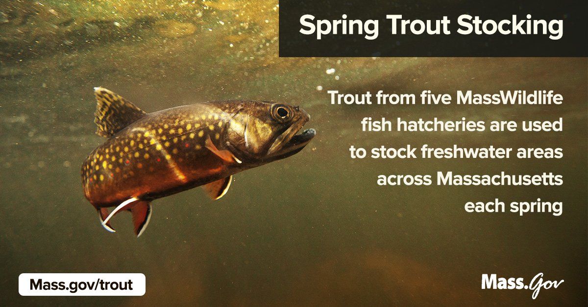 Mass.gov on Twitter Trout stocking, Fish, Fish hatchery