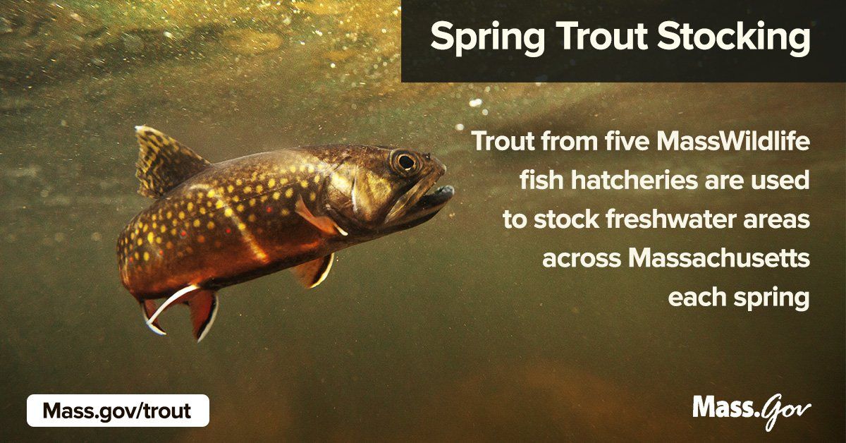 Mass.gov on Twitter Fish, Trout stocking, Fish hatchery