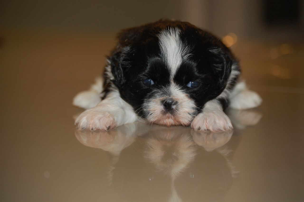 Shih Tzu Puppies Puppies Shih Tzu Puppy Shih Tzu