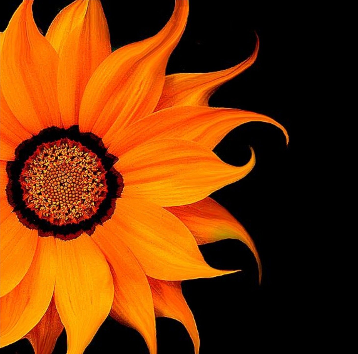 Sunflowers Flower desktop wallpaper, Orange flowers