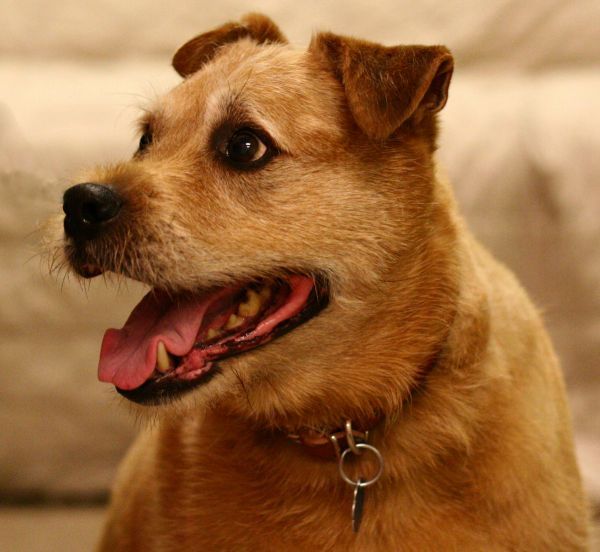 Knitty Is A Seven Year Old Terrier Mix With Some Special Needs Due