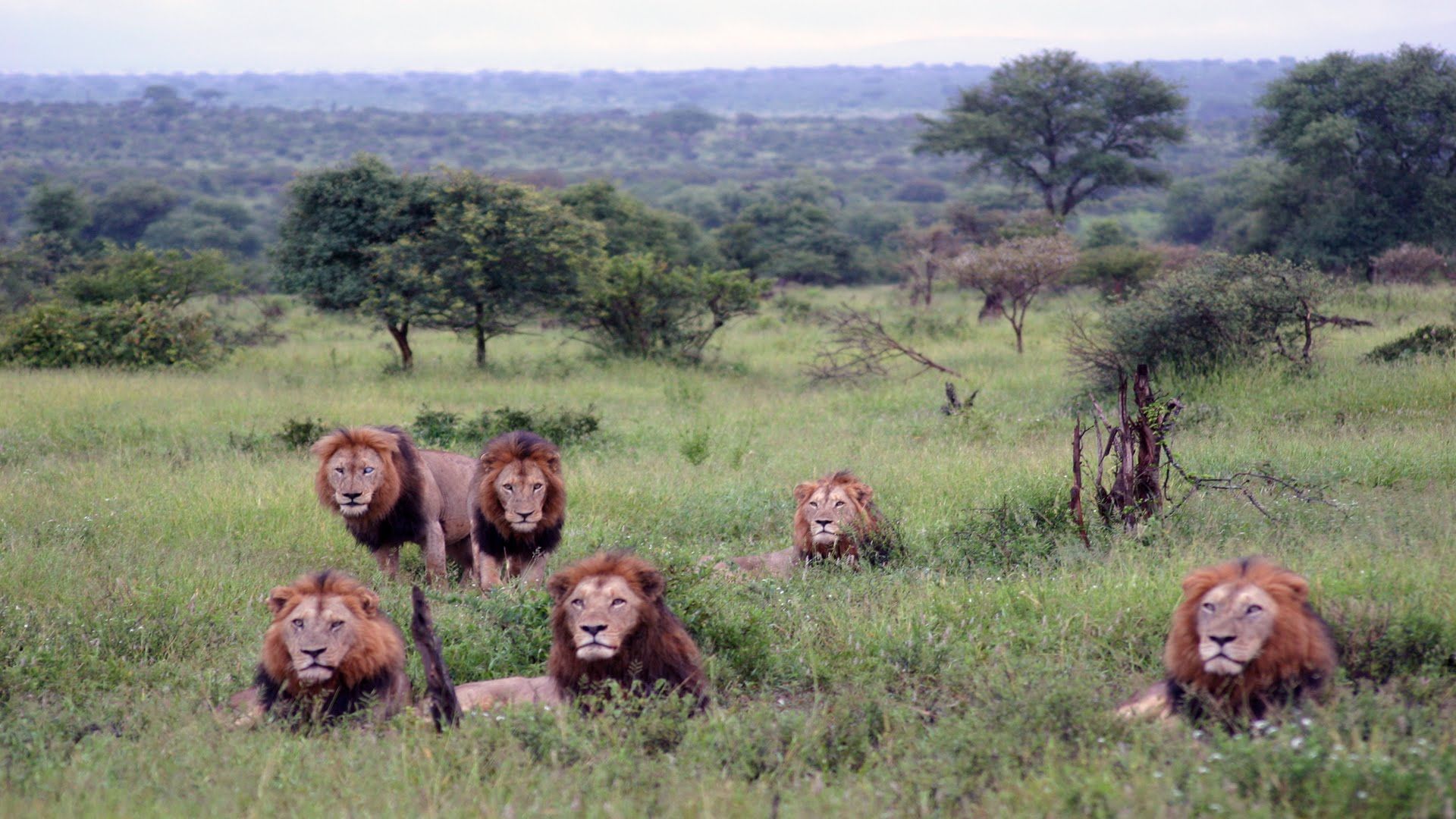 6 Male Lions At Crocodile Bridge In The Kruger National Park