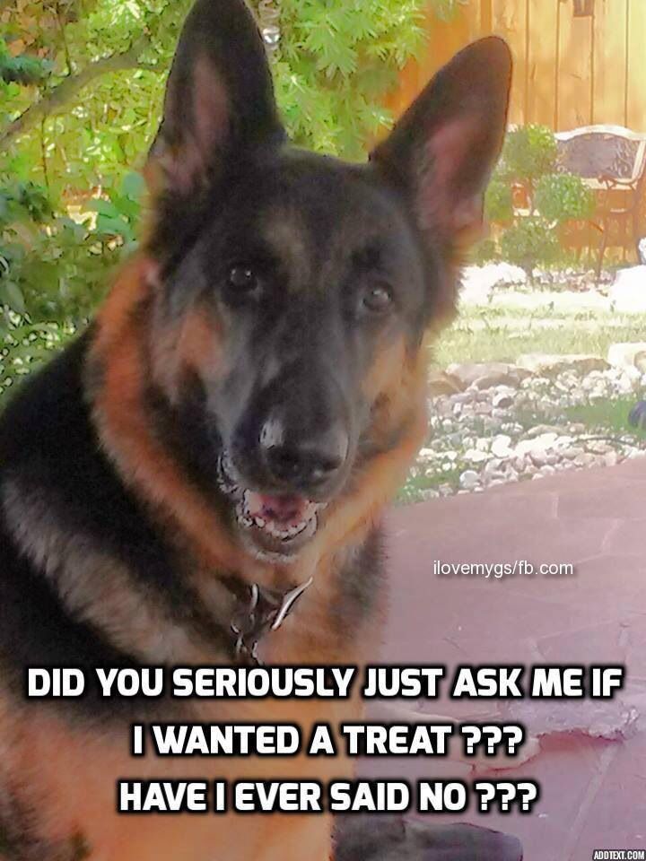 The Expression Is Exactly Like My Babies When Asked The Same
