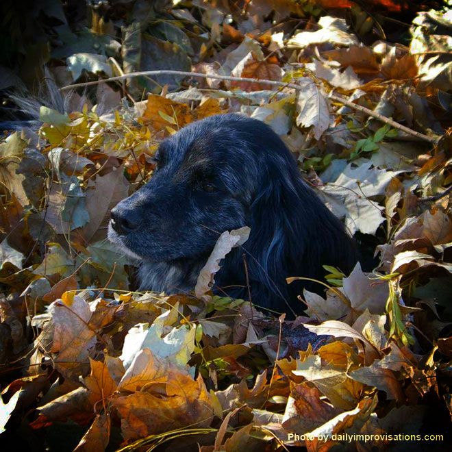 How To Train A Wacky Stray Dog If You Are Afraid Of Dogs Thank
