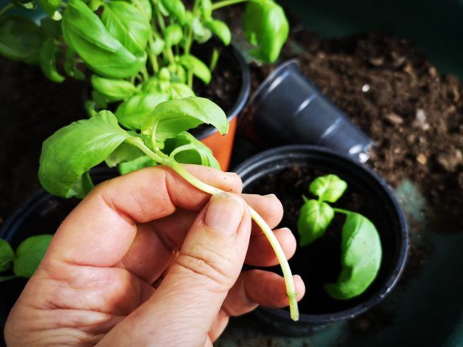 Enklaste sättet att odla massor av basilika nästan gratis! - GladiGrönt Vegetable Garden, Spinach, Growing, Vegetables, Food, Skott, 11 April, Gardening, Pins
