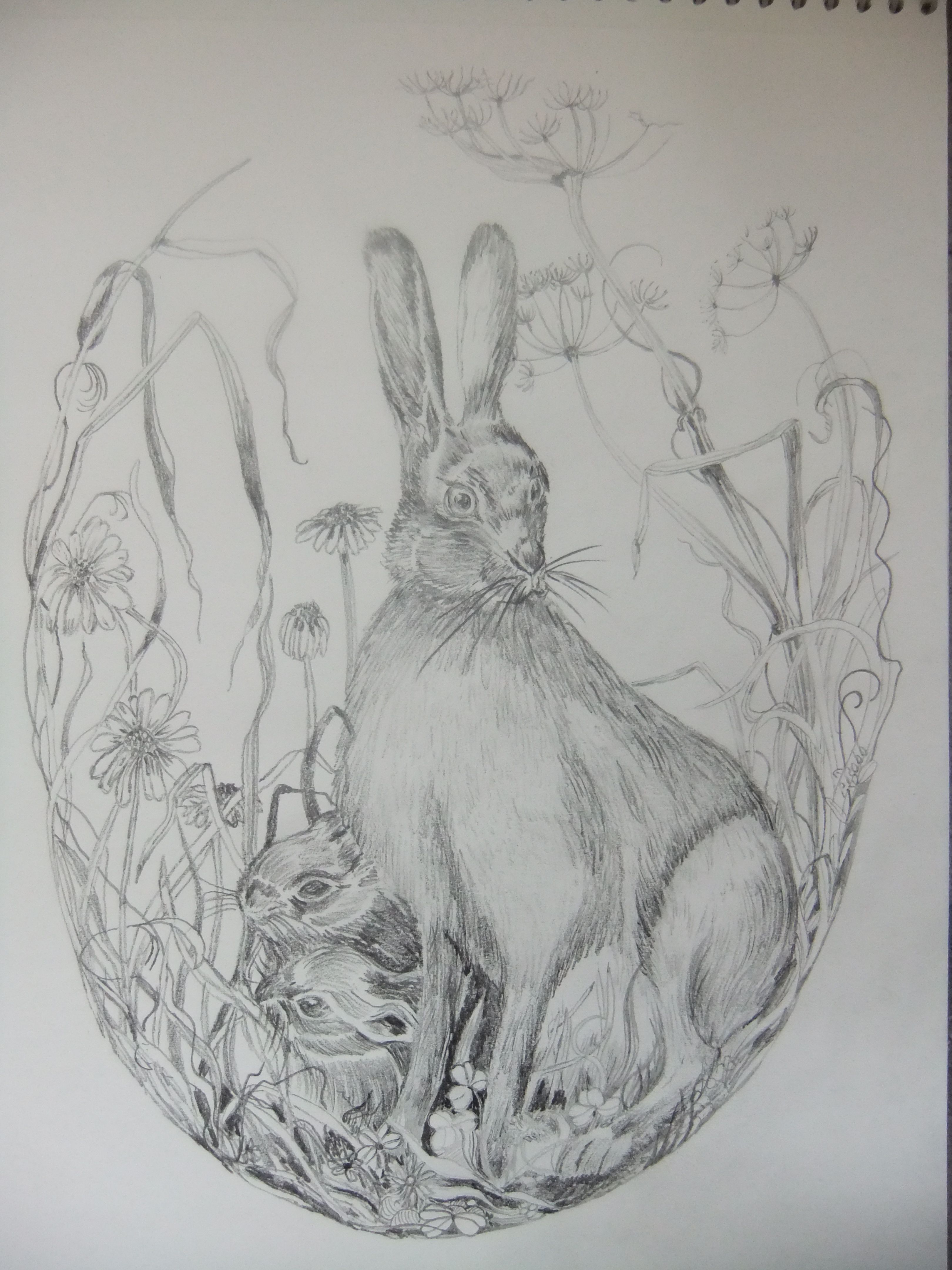 How to draw a hare using a pencil How to draw a hare using a pencil
