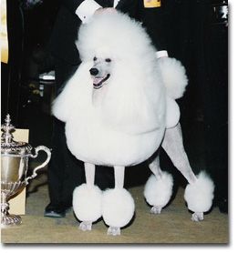 Ch Whisperwind S On A Carousel Peter Best In Show 1991