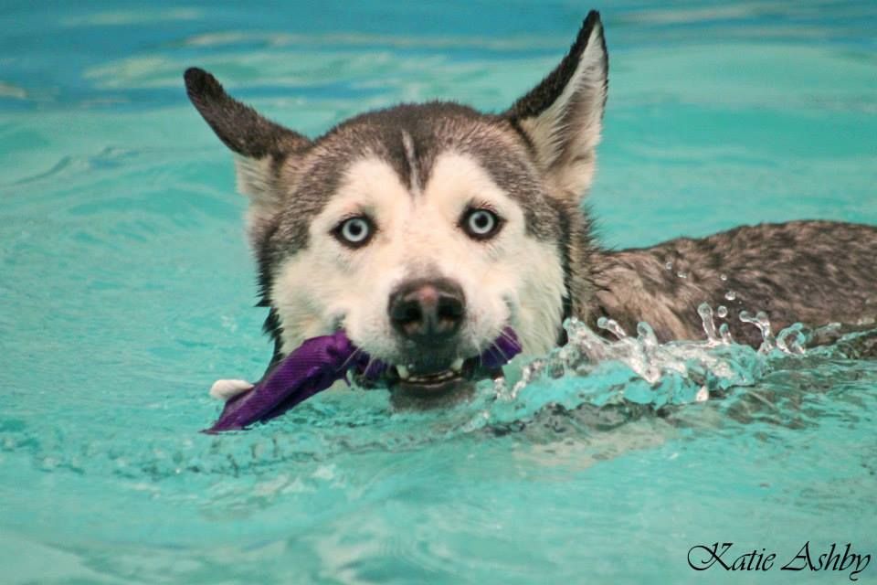 Siberian Husky Summer Fun Swimming In The Pool Huskies And