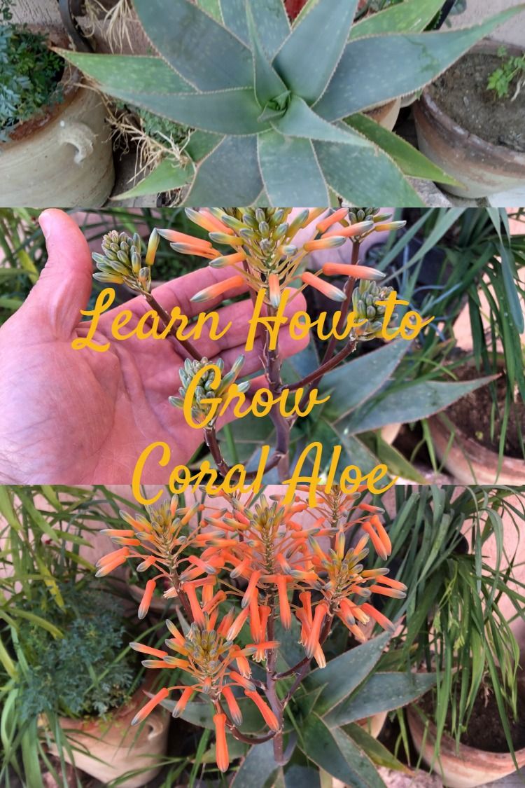 Coral aloe is a strikingly beautiful, hardy and easy-to-grow succulent. Flowering in the late winter and early spring months, the eye-catching coral bright-orange to pinkish-red blooming inflorescences bring color and beauty to any succulent lover! https://chokrihomeandgarden.blogspot.com/2023/01/how-to-grow-coral-aloe-succulent.html #ALOE #succulents #succulentsofinstagram #succulentlover #succulentaddict #succulentobsession #succulentgarden #succulentlovers #gardening #gardeningtip#plants