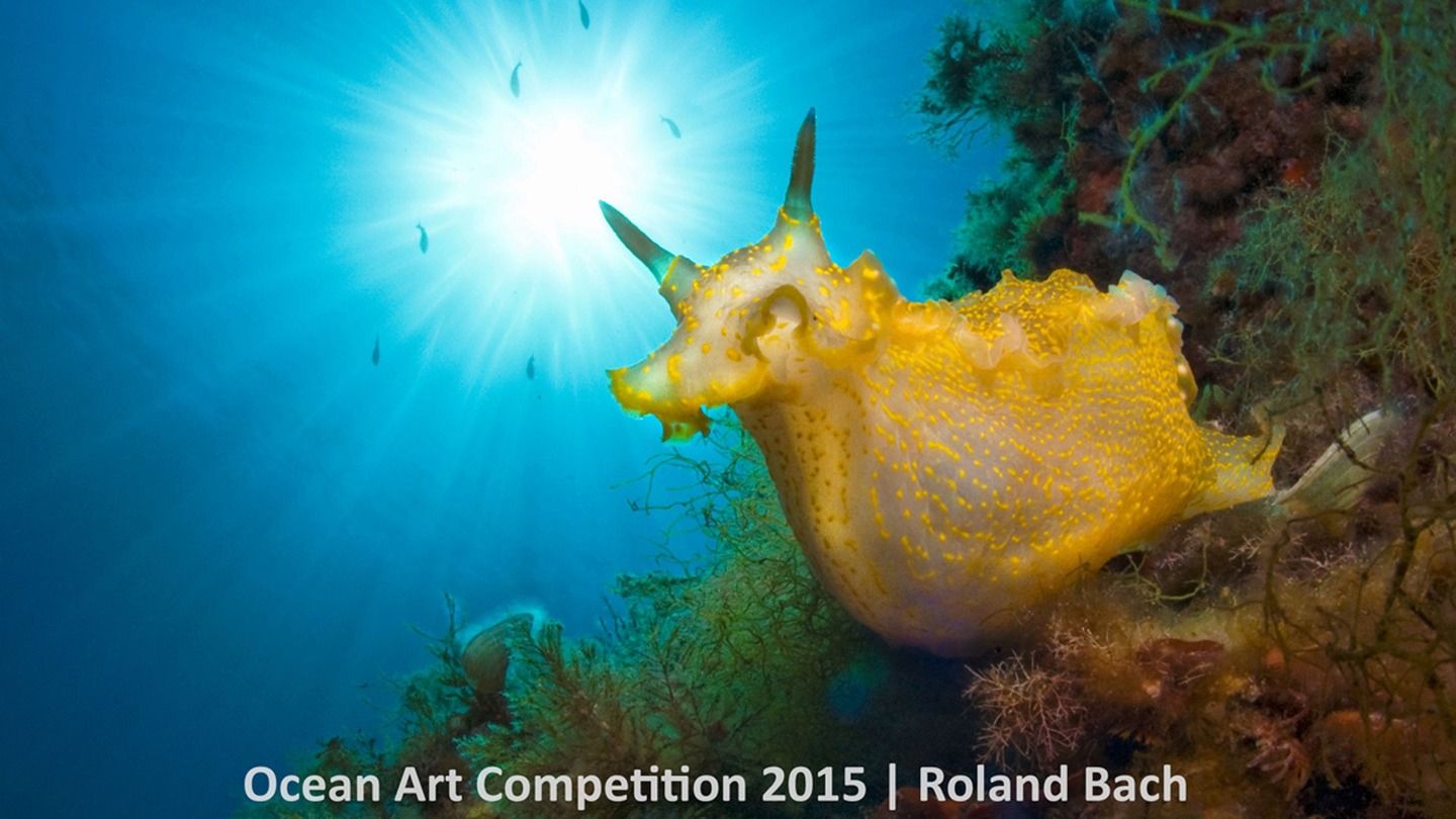 1st place nudibranchs category, 'Sunny Day' Nudibranchs are soft-bodied marine mollusks, aka sea slugs, known for their bright colors and striking forms. They are so photogenic that an entire category is devoted to them in the Ocean Art contest. | www.piclectica.in #piclectica Underwater Photographer, Underwater Photos, Photography Competitions, Art Competitions, Photography Guide, Photography Camera, Ocean Photography, Art Contest, Photo Contest