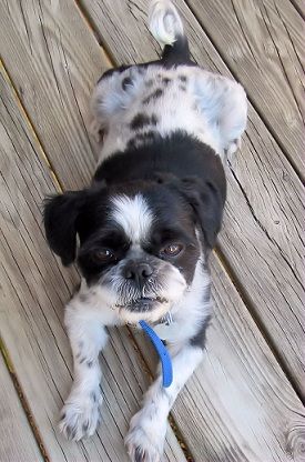 Shaved Down Shih Tzu Wow Maybe One Day For Geisha Shih Tzu