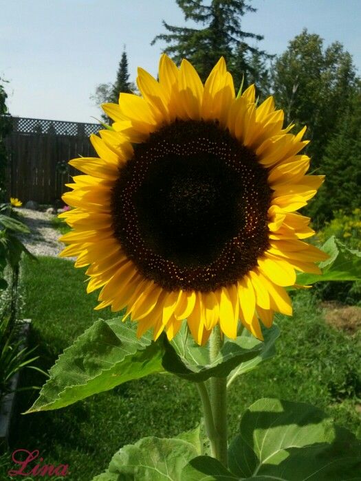 Sunflower Seeds Taiyo Organic