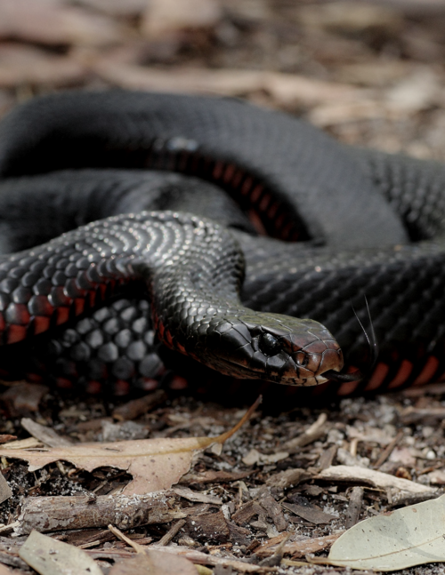 Snake Hd Wallpapers Backgrounds Wallpaper Snake Wallpaper Black Mamba Snake Mamba Snake