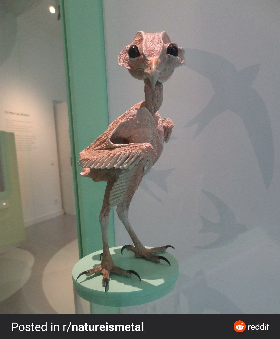 Featherless Owl | Featherless owl, Cute pigeon, Owl