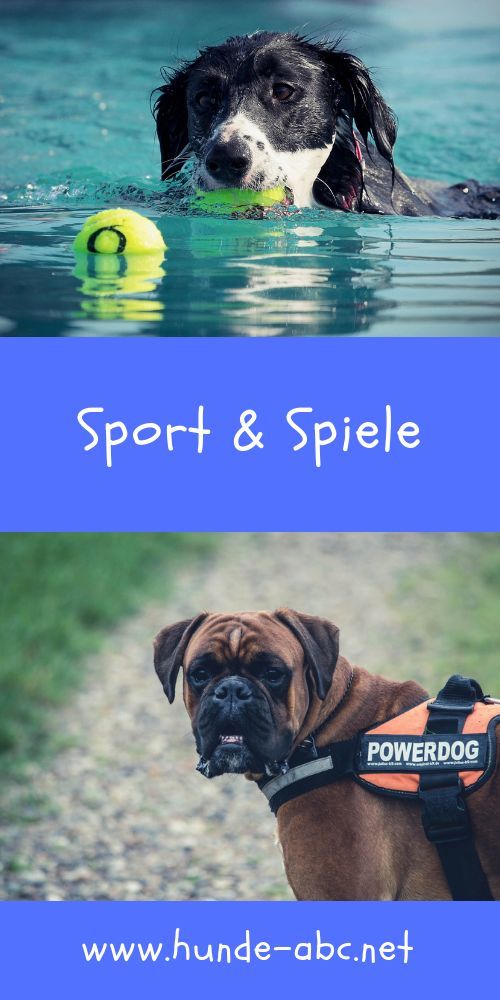 Coole Hunde Spiele Coole Hunde Spiele