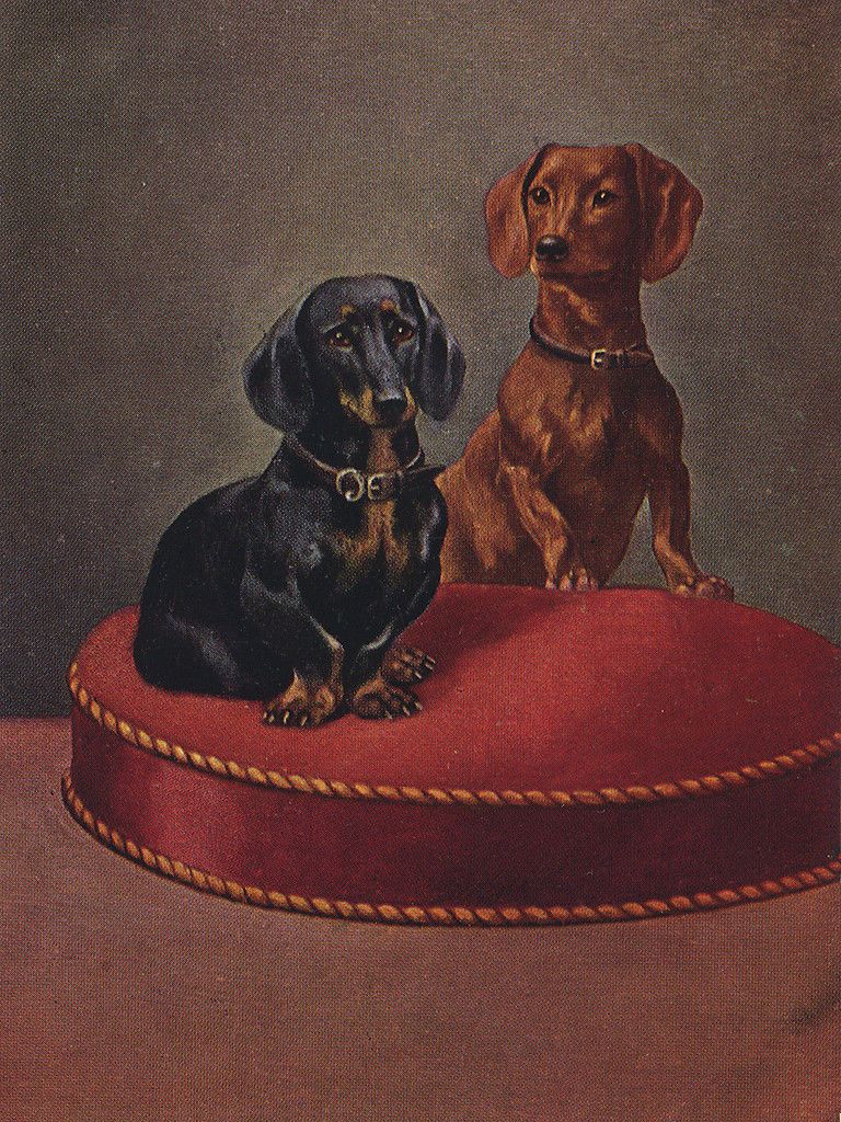 DACHSHUND CHARMING WIRE HAIRED DOG GREETINGS NOTE CARD BEAUTIFUL SITTING DOG