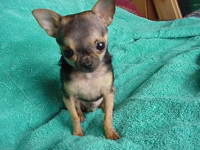 Pin By Shioban A On Cute Pictures Chihuahua Puppies Teacup