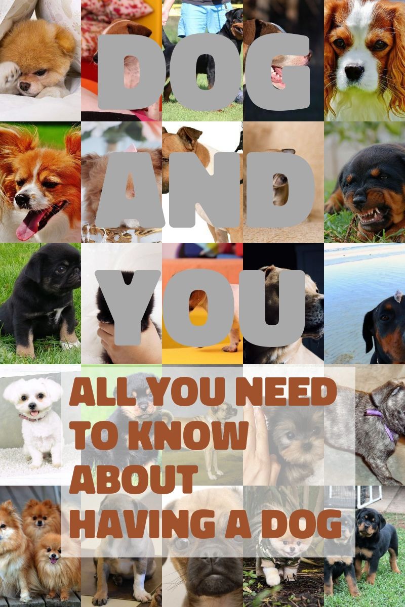 Best Methods To Obtain Successful Dog Training For More
