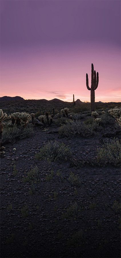 Wüstensonnenuntergang-Kaktus-Landschaft druckte Fotografie-Hintergrund - 4634, #druckte #foto... #desertlife