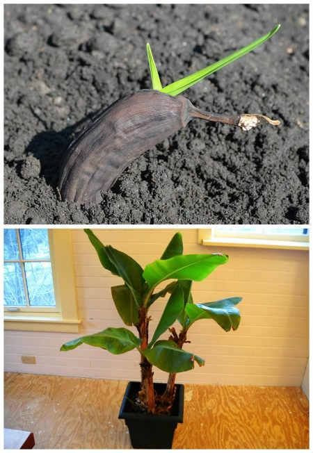 Grow Banana Trees Garden Tree Plants Grow Banana Trees