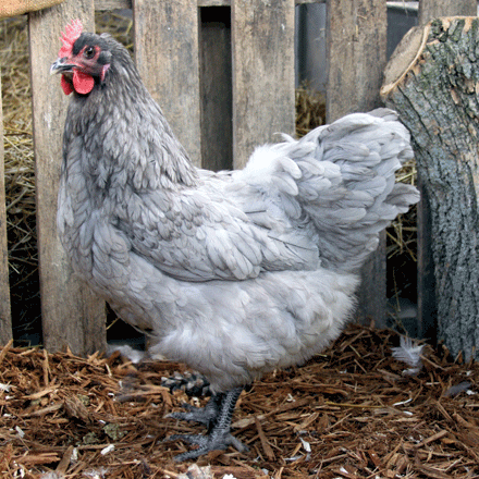 Chickens For Sale Order As Few AsDay Old Chicks Poultry For Chickens For Sale Order As Few AsDay Old Chicks Poultry For