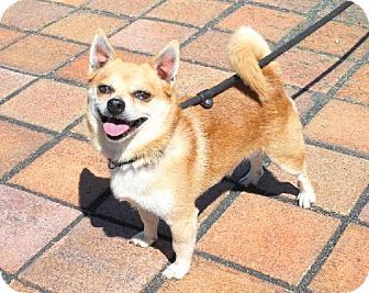Harrisburg Pa Chihuahua Shiba Inu Mix Meet Puppy A Dog For