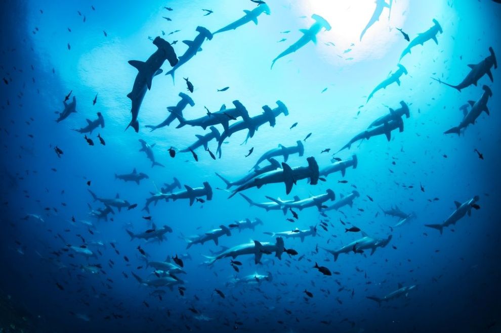 シュモクザメの群泳 シュモクザメ ナショナル ジオグラフィック 水中写真