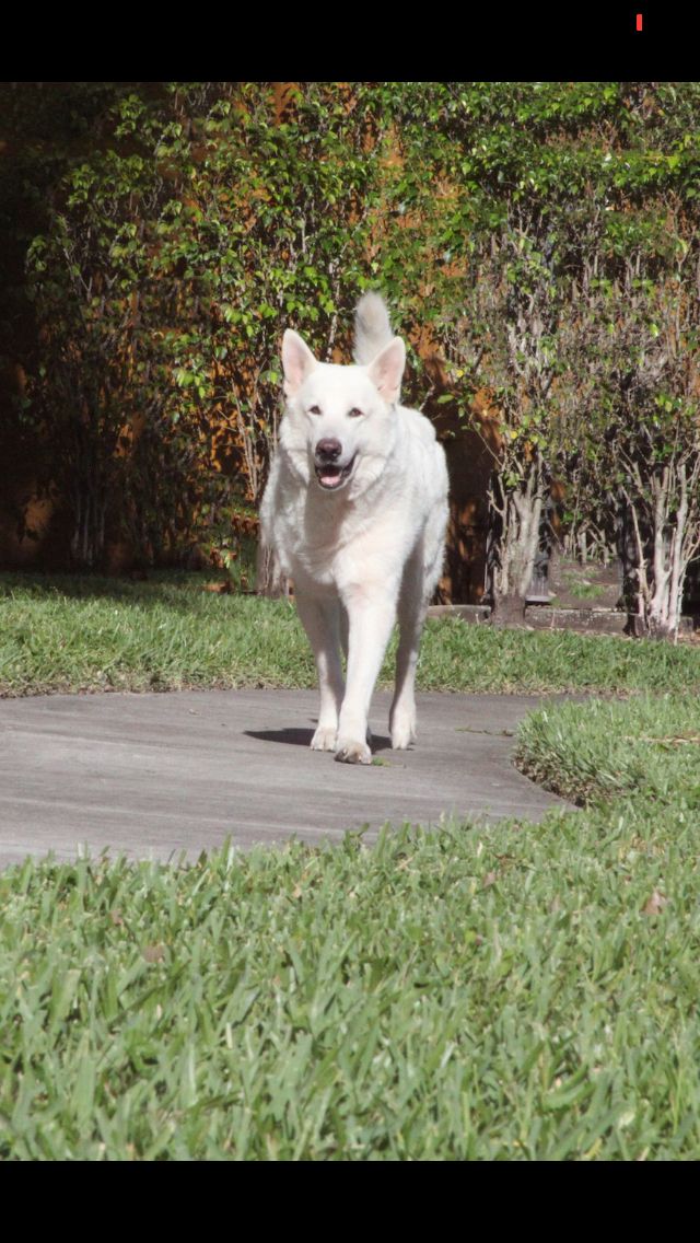 Pin By Kingland Kennels On Ceaser German Shepherd Puppies