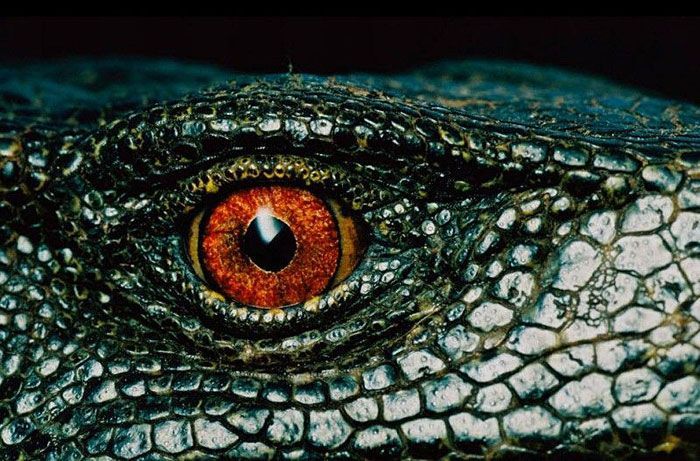 Eyes Photo Animal Eyes Animals Unusual Animals Monitor Lizard Eyes Photo Animal Eyes Animals Unusual Animals Monitor Lizard