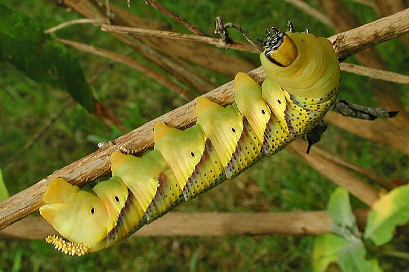Schmetterlinge Im Garten Tipp 19 Totenkopfschwarmer Deathhead Hawk Moth Acherontia Atropos Riesige Raupe Grosse Des Mittelfin Gartengestaltung Garten