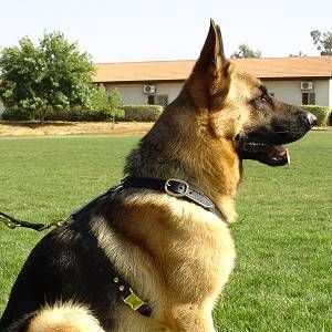 Professional Full Leather Pulling And Tracking Harness 45 00