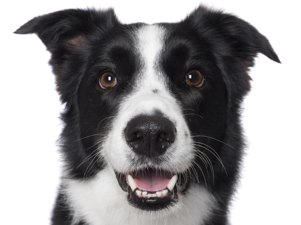 Happy Pooch Faces To Make You Smile Smiling Dogs