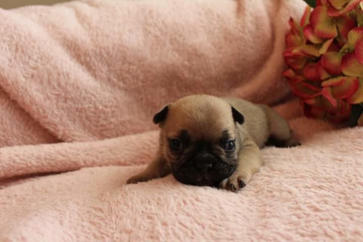 Akc Girl French Bulldogs Frenchieforsale Frenchie4sale