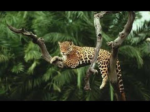 Amazon Rainforest Animals Discover The Animals In The Amazon
