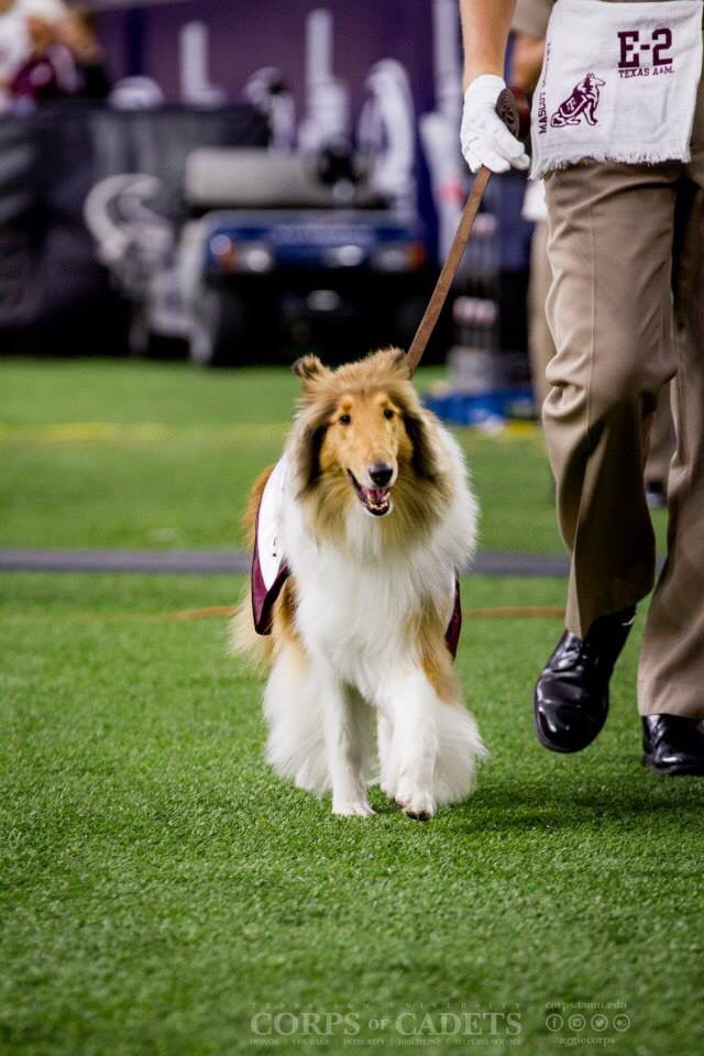 Prett Ty Girl Reveille Before The Texas A M Asu Football Game At