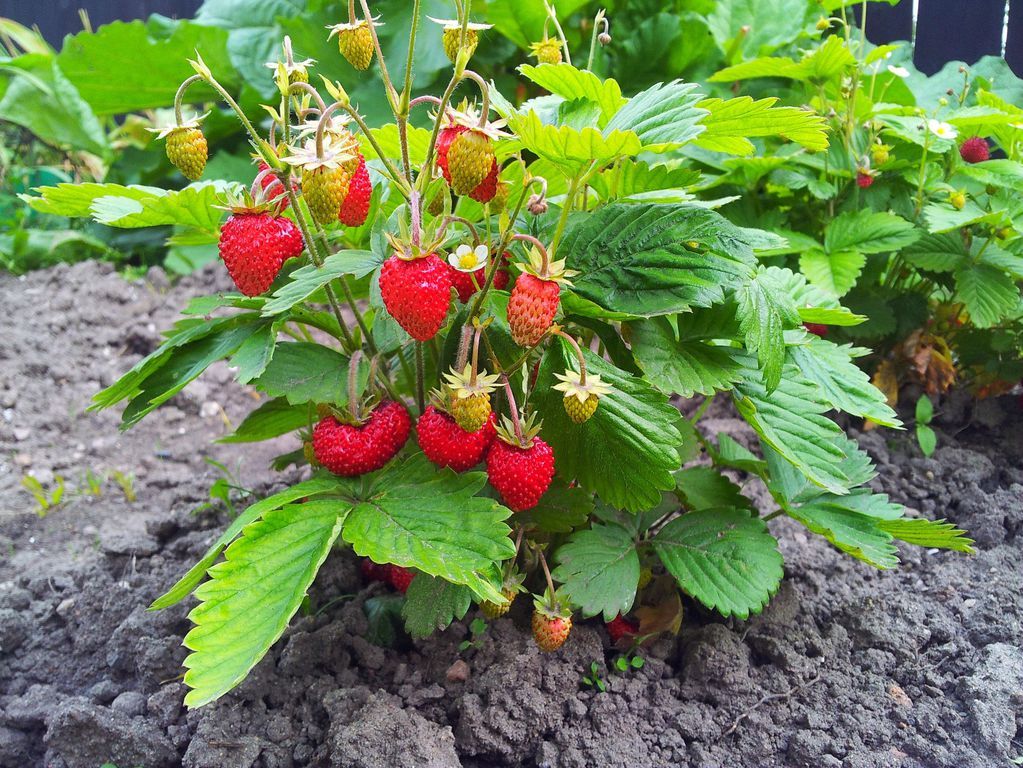 Image Fraise nova gento culture du fraisier nova gento Ooreka Strawberry plants Fall