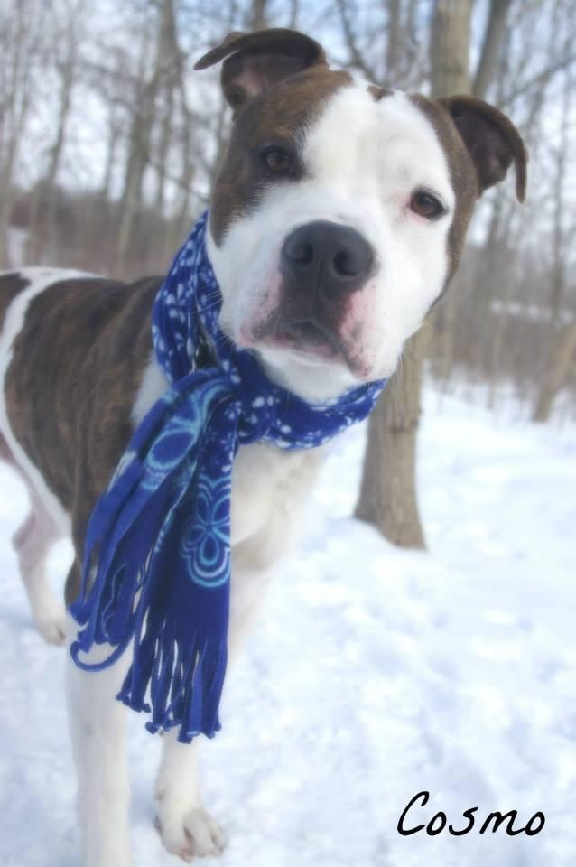 Adopt Cosmo On Dog Pounds Dogs Terrier Dogs