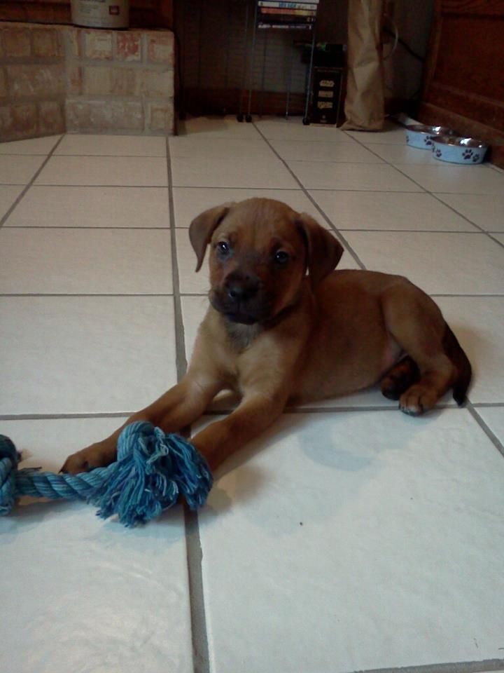 Boxweiler It Would Be Brilliant Best Dog Breeds Pup Rottie
