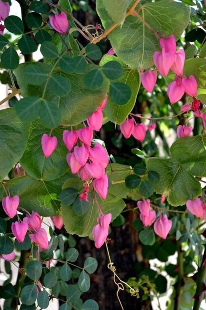 Queen S Wreath Is A Drought Tolerant Vine That Attracts Queen S Wreath Is A Drought Tolerant Vine That Attracts