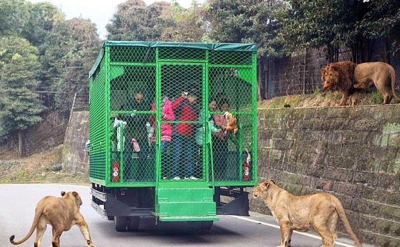humans-are-caged-so-that-animals-can-roam-freely-in-lehe-ledu-wildlife-zoo-of-china humans-are-caged-so-that-animals-can-roam-freely-in-lehe-ledu-wildlife-zoo-of-china