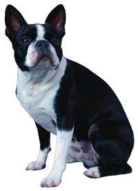 Cutie Dogs Boston Terrier Dog Toys