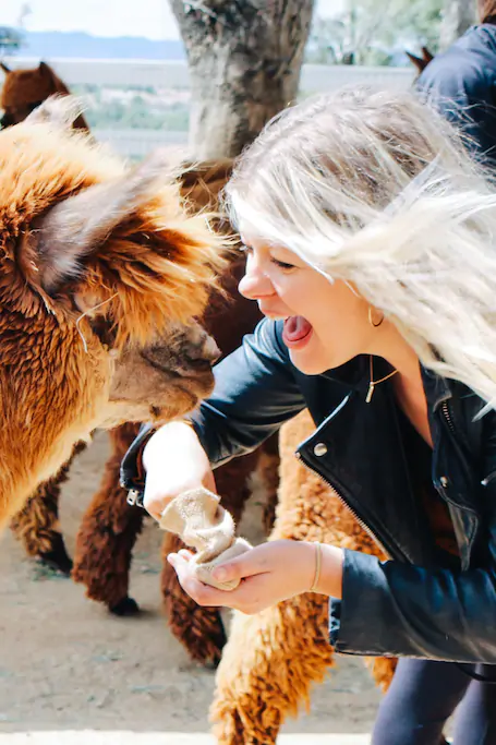 airbnb animal experiences airbnb animal experiences