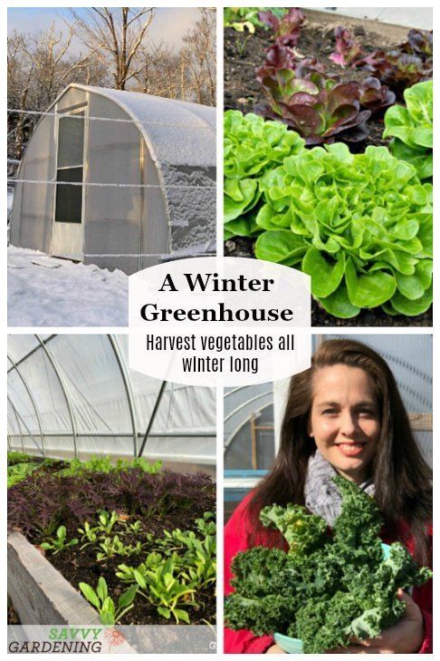 A Winter Greenhouse How To Harvest Vegetables All Winter Winter A Winter Greenhouse How To Harvest Vegetables All Winter Winter