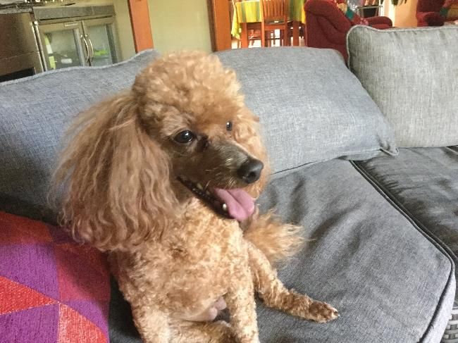 House Sitters Needed Dec 16 2016 Short Term Brisbane Qld